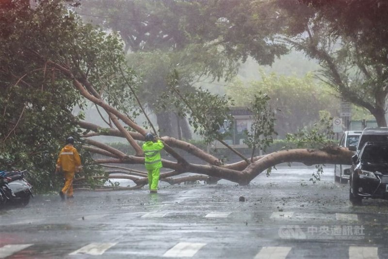 台北市松山区の道路では街路樹が倒れ、一時車両の通行ができなくなった＝31日、裴禛撮影