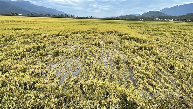 米どころとして有名な台東県池上郷の田んぼ＝2024年11月2日