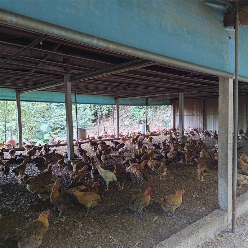 花蓮県卓渓郷の養鶏場（林業・自然保育署花蓮分署提供）