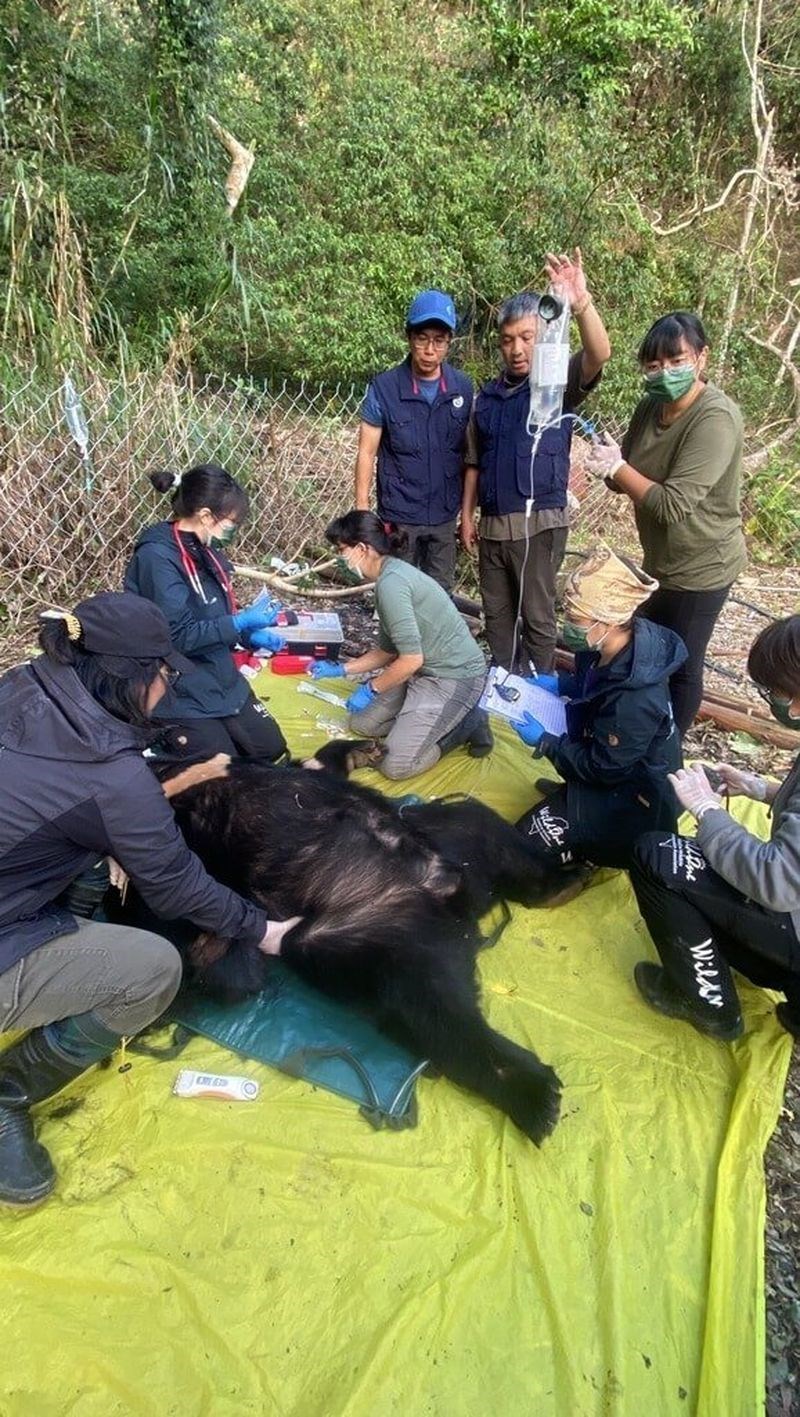 7日早朝、花蓮県卓渓郷で捕獲されたタイワンツキノワグマ（林業・自然保育署花蓮分署提供）