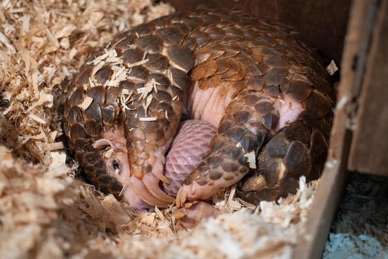 雌のセンザンコウ「生多」と11月9日に生まれたばかりの雌の赤ちゃん（台北市立動物園提供）