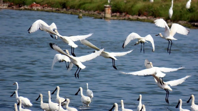 【資料写真】クロツラヘラサギ=嘉義県政府提供