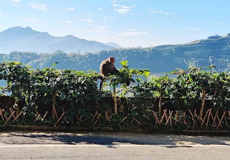 農園に出没したサル=井頂咖啡荘園茗茶提供