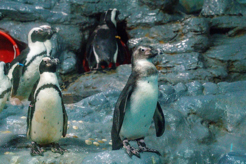 台北市立動物園で飼育されているケープペンギン（同園提供）