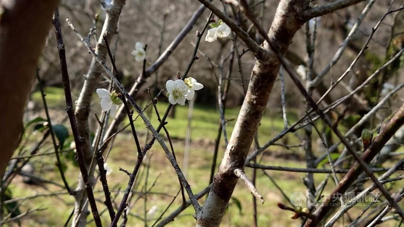 開花した梅の花＝中央社記者蔡智明撮影