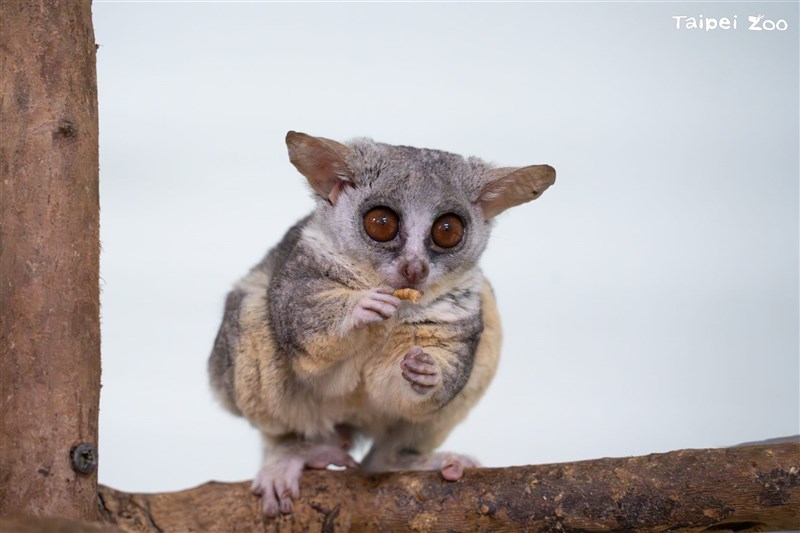 大きな瞳が可愛らしいショウガラゴ＝台北市立動物園提供