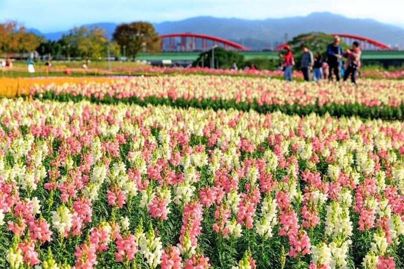 目の前いっぱいに広がる花のじゅうたん＝台北市政府工務局水利工程処提供