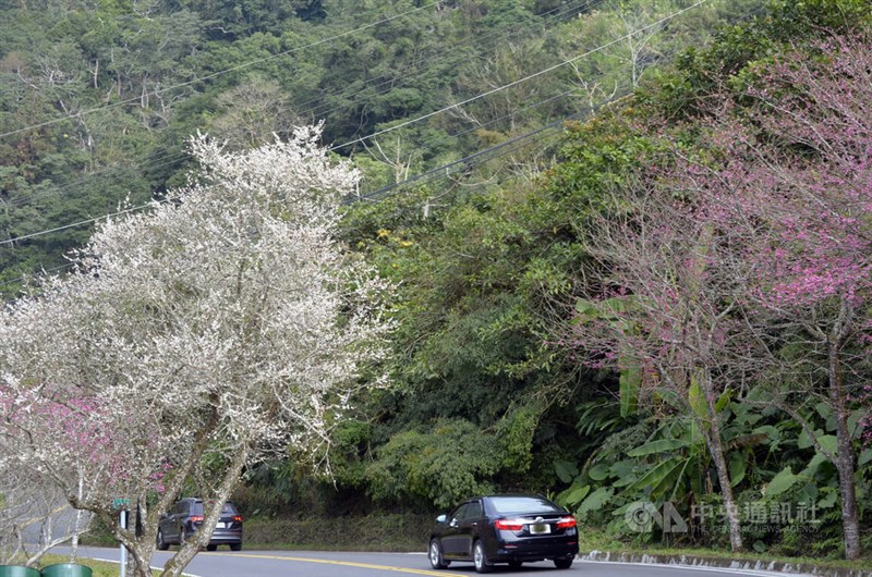 幹線道路沿いで繰り広げられた梅と桜の花の「共演」＝2025年1月14日、中央社記者蔡智明撮影