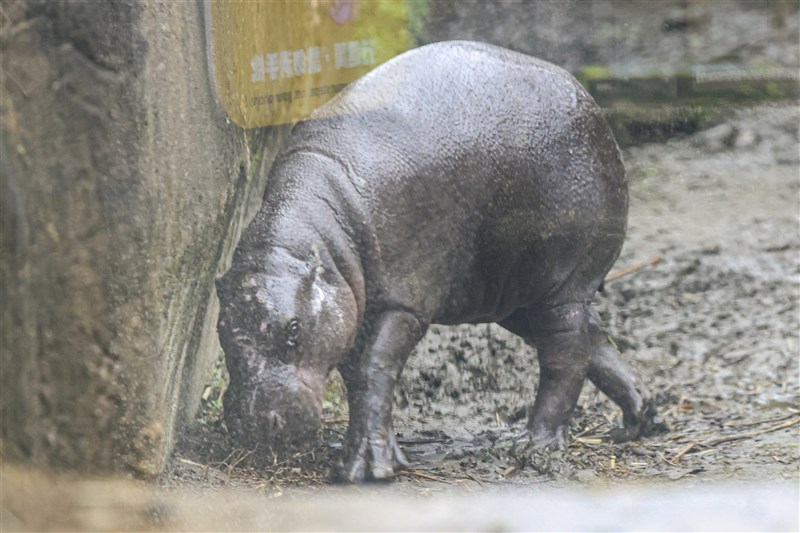 台北市立動物園で19日、一般公開されたコビトカバ「Thabo」＝2025年1月19日、中央社記者鄭清元撮影