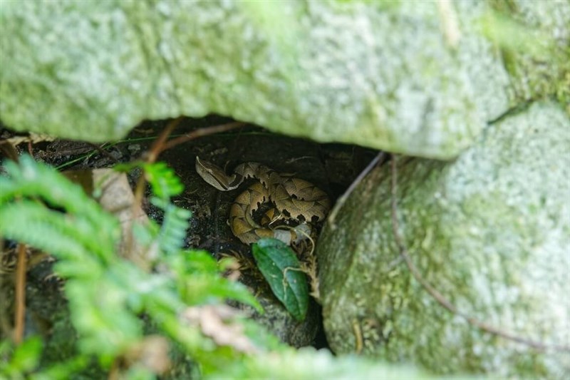 岩の隙間に潜むヒャッポダの幼蛇（林業・自然保育署台中分署提供）