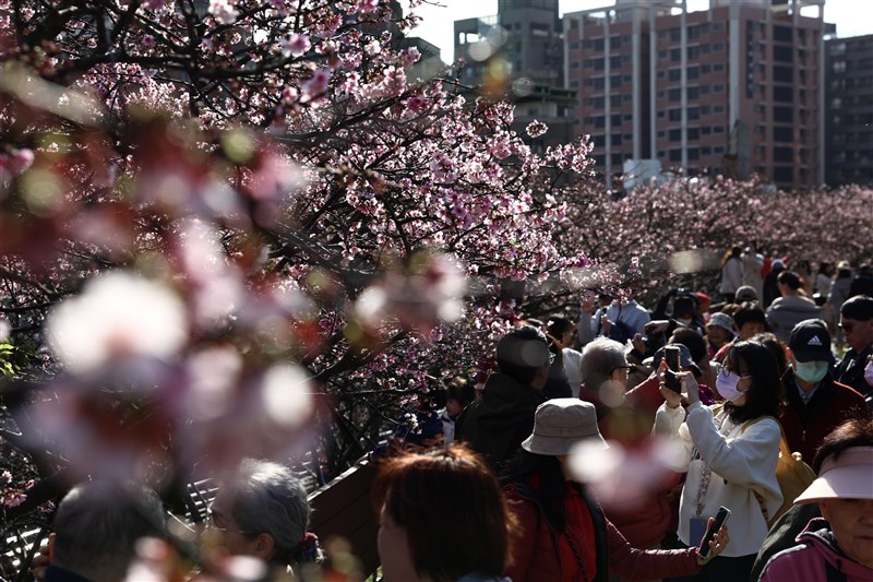 花見を楽しむ人々＝台北・楽活公園で2025年1月29日、中央社記者翁睿坤撮影