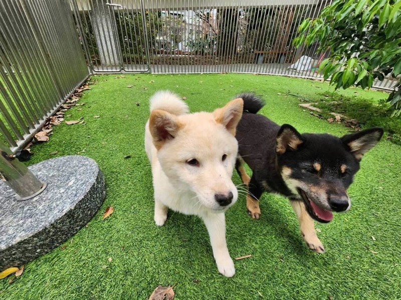 違法繁殖場から救出された柴犬が生んだ子犬（新竹県動物保護防疫所）