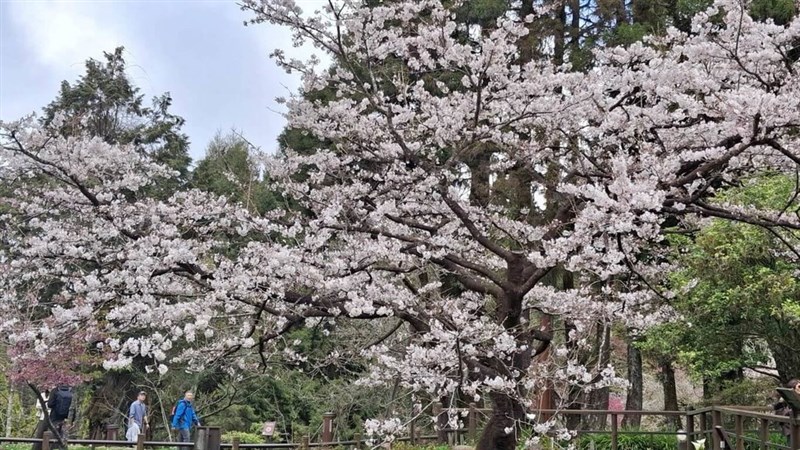 阿里山国家森林遊楽区で九分咲きとなっている「桜王」＝林慶芳さん提供