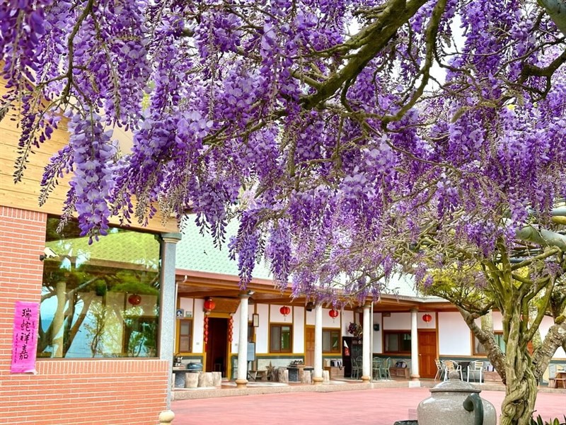 嘉義県の山地にある民宿に咲く藤の花（県文化観光局提供）