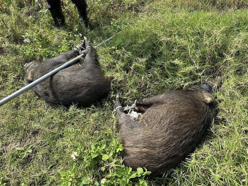 飼料用トウモロコシを食い荒らし、捕獲されたイノシシ＝沈発恵国会事務室提供