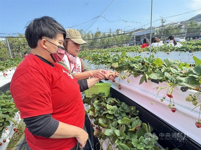 イチゴ狩りを楽しむ来園者＝台中市の「草苺世界」で2025年3月19日、中央社記者趙麗妍撮影