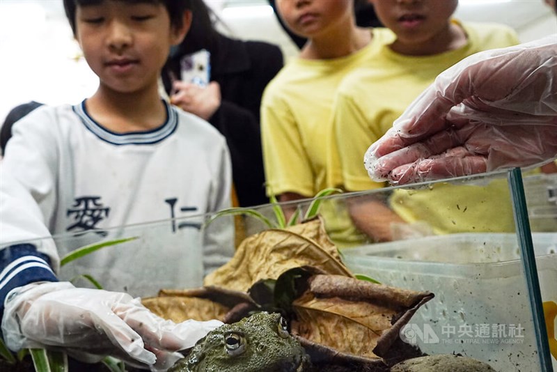 アフリカウシガエルを触る子どもたち=中央社記者黄郁菁撮影