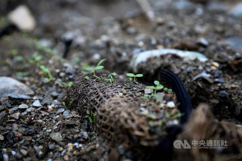 復育を進めている場所では、植物が芽吹き始めていた(2025年3月20日、中央社記者王騰毅撮影)