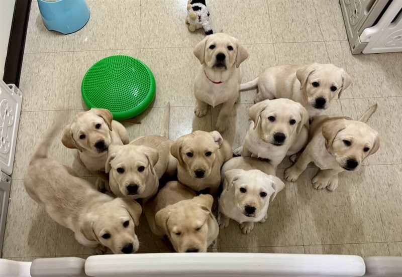 生後2カ月の盲導犬の候補生たち＝恵光導盲犬学校提供