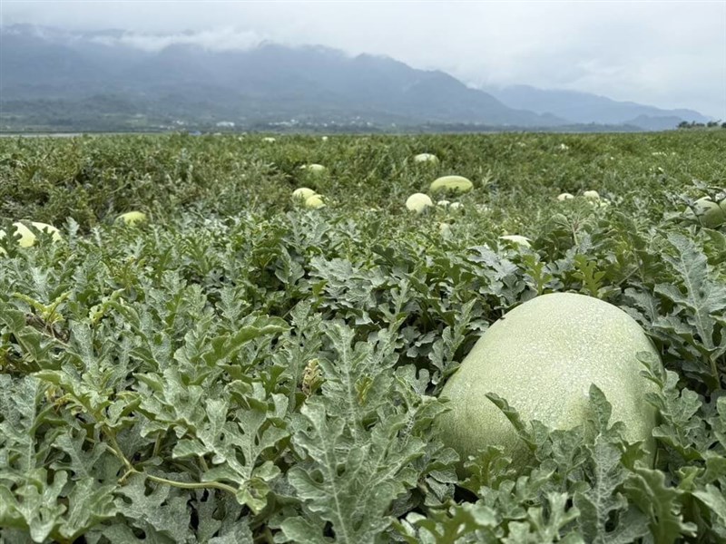 花蓮県で栽培されるスイカ＝花蓮県政府提供