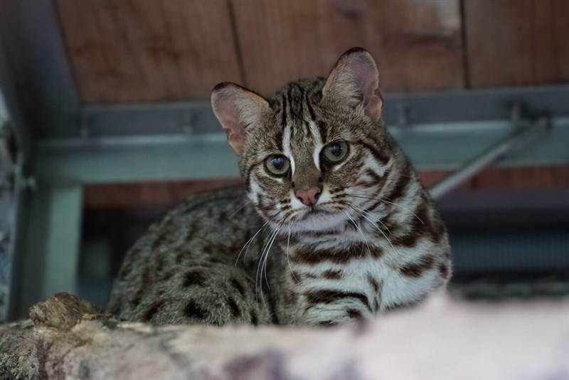 台北市立動物園は15日、同園で誕生したタイワンヤマネコの赤ちゃん2匹の名前について、母親「春捲」の名前にちなんで、「捲心蛋」と「捲心糕」にそれぞれ命名したと発表した＝同園提供