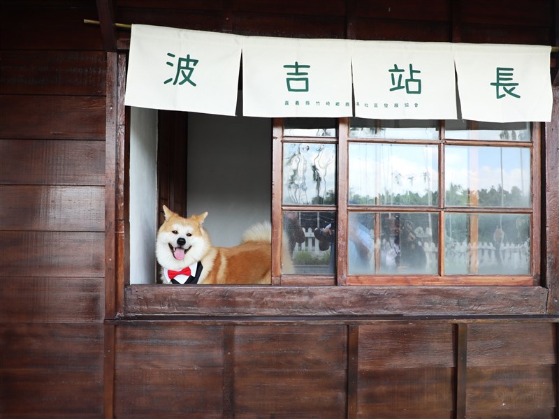 阿里山林業鉄道の鹿麻産駅で駅長見習いを務める秋田犬「波吉」＝嘉義県政府提供