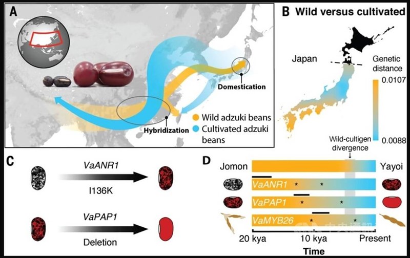 ゲノム解析でアズキの栽培化が縄文時代後期の日本で始まったことが分かった（学術誌「サイエンス」から）