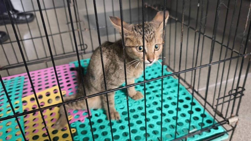 台東駅で保護されている子猫＝読者提供