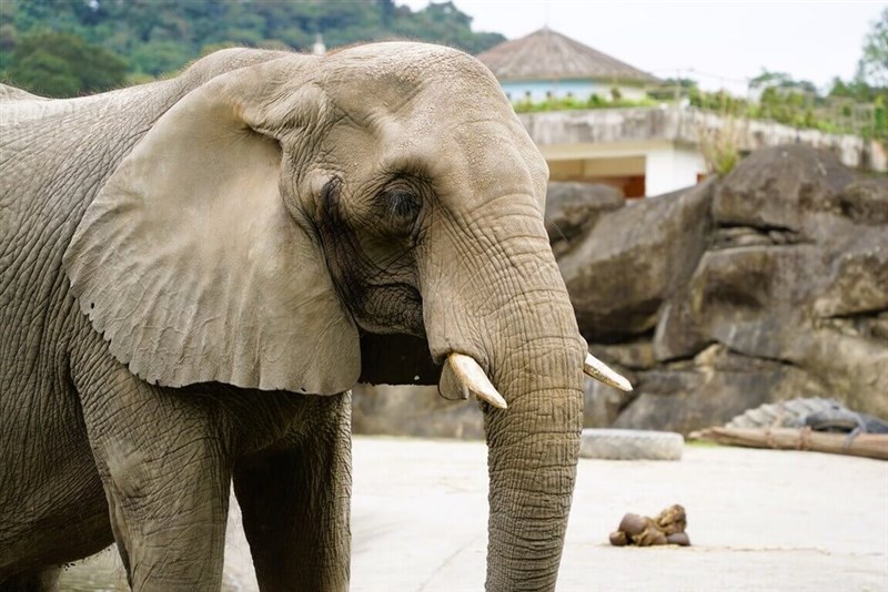 アフリカゾウ「美代」＝台北市立動物提供