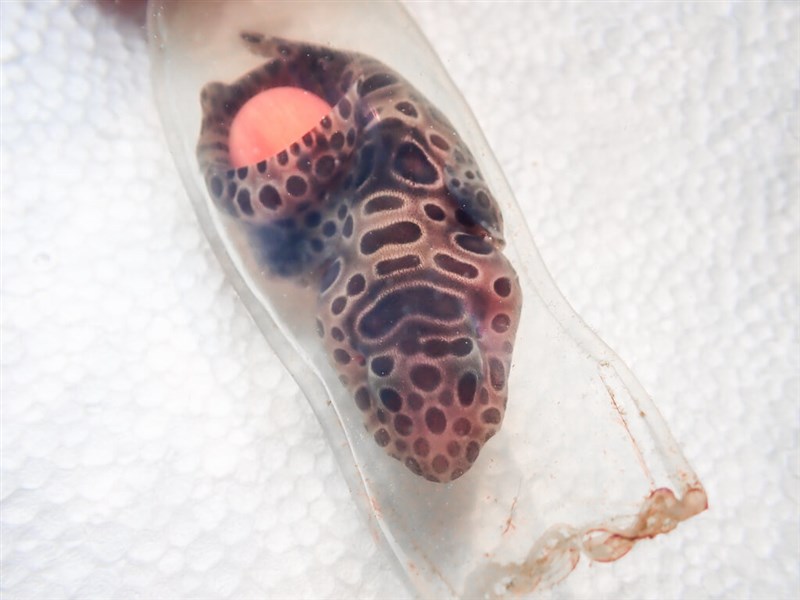 コナヌカザメの子が入る卵鞘=国立海洋生物博物館提供