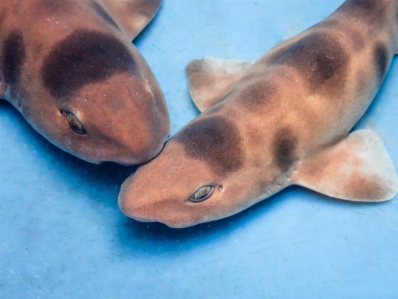 コナヌカザメの成体＝国立海洋生物博物館提供