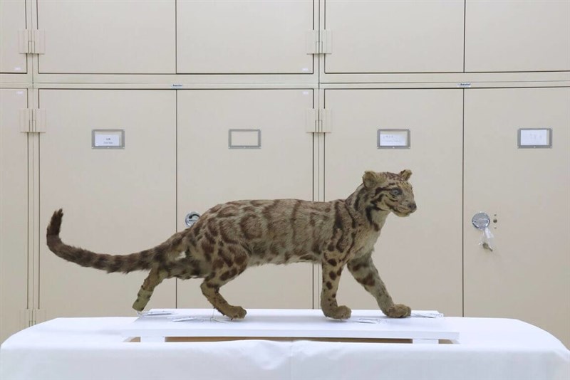 日本統治時代に作られたウンピョウの剥製（自然科学博物館提供）