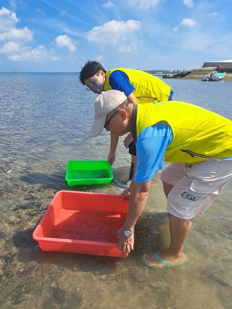 20日、澎湖県沿岸でカブトガニの幼生を放流する人たち（水産試験所提供）