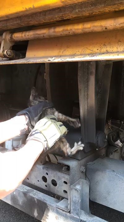 救出時の様子=新北市動物保護防疫処提供