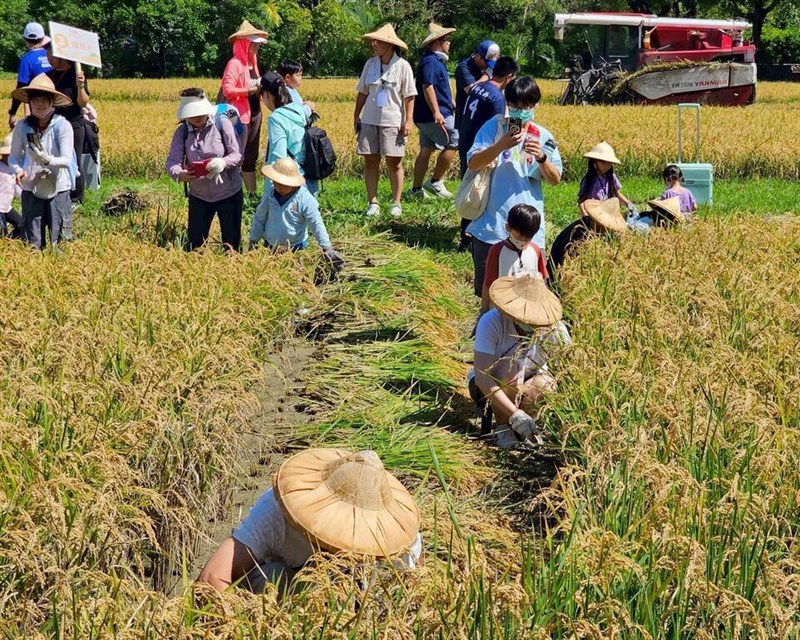 笠をかぶり、稲刈りに興じる参加者ら＝六堆客家文化園区提供