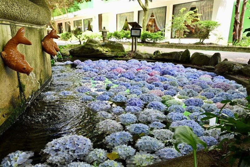 武陵農場に登場したアジサイの花の「花手水」（武陵農場提供）