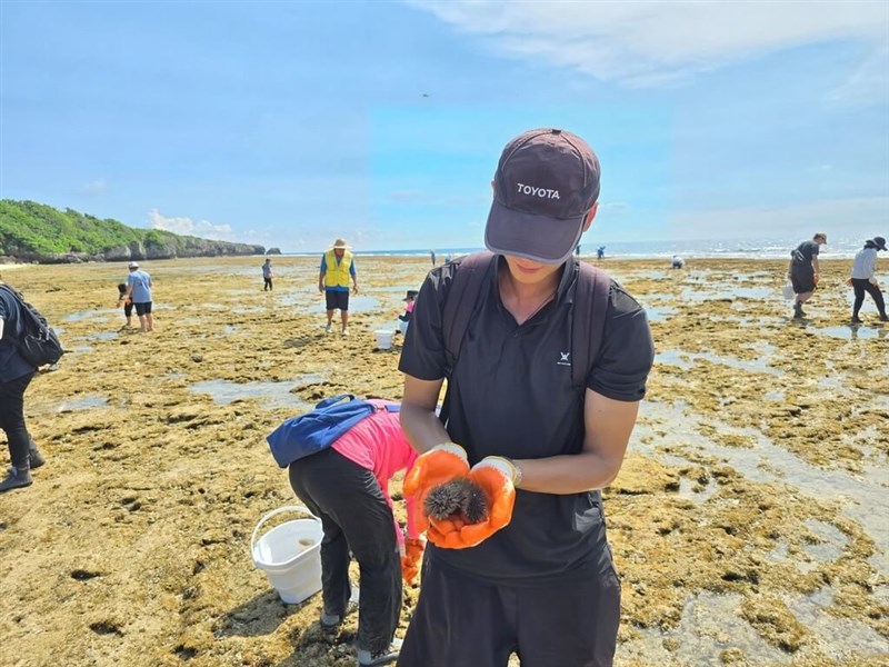 駆除されたウニ＝屏東県海洋・漁業事務管理所提供