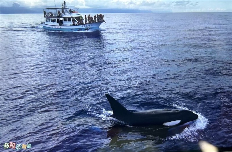 花蓮沖に姿を現したシャチ＝クジラ観測船業者提供