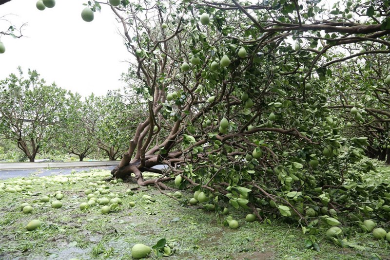 台風4号の影響で倒れたブンタンの木＝台南市政府提供