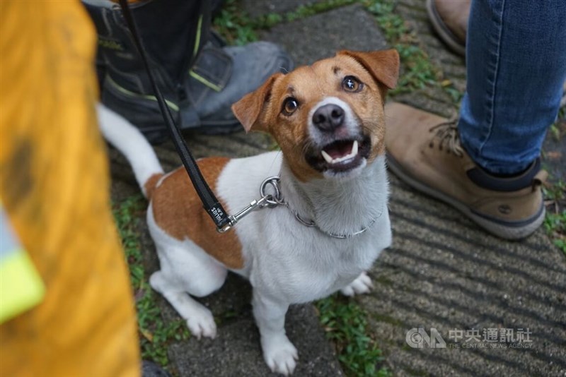 花蓮県消防局の災害救助犬、ウィルソン＝2024年4月、花蓮県