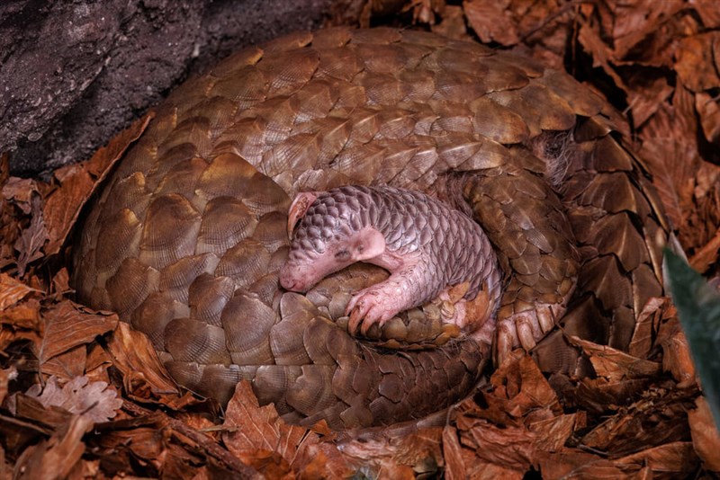 母「潤喉糖」に寄り添うミミセンザンコウの赤ちゃん「コニー」＝プラハ動物園提供