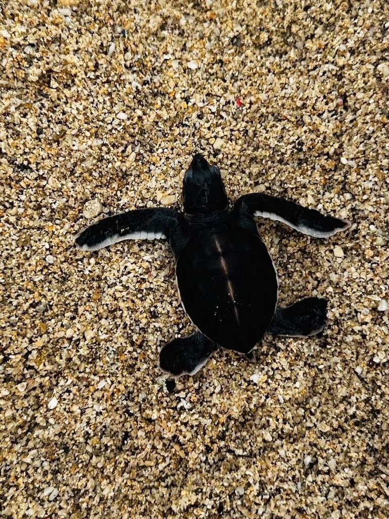 海に向かって移動する子ガメ＝台湾咾咕嶼協会提供