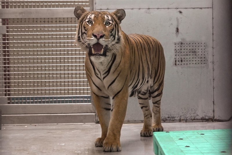 繁殖のため、シンガポール動物園から台北市立動物園に到着したマレートラのArhaa＝台北市立動物園提供