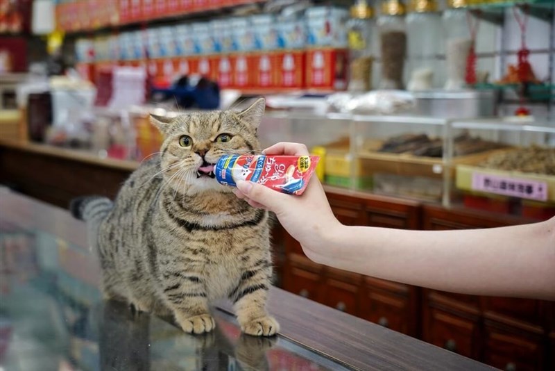 フォトコンの宣伝大使の一人を務める漢方薬店の猫店長「喵喵」（ミャオミャオ）＝李亭香提供