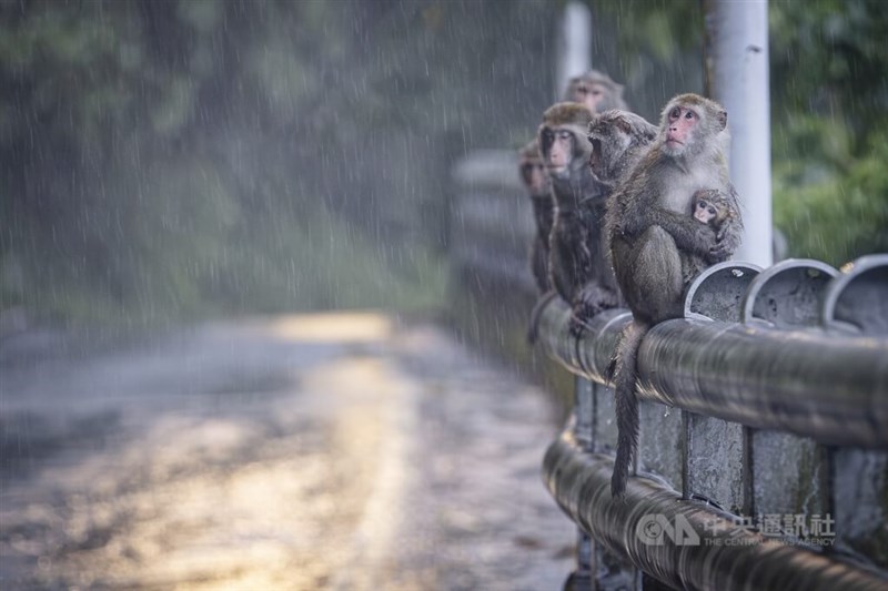7月25日に北東部・宜蘭県に上陸した台風3号の影響で、全土で少なくとも10人が死亡した。写真は24日、北部・新北市新店区で雨風をしのげる場所を探しているとみられるタイワンザルの家族＝中央社記者鄭清元撮影