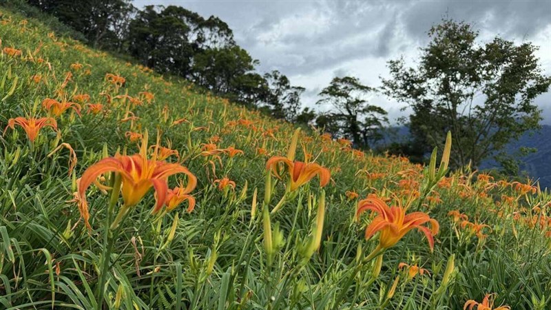 山肌を埋め尽くすウコンカンゾウの花（青山農場提供）