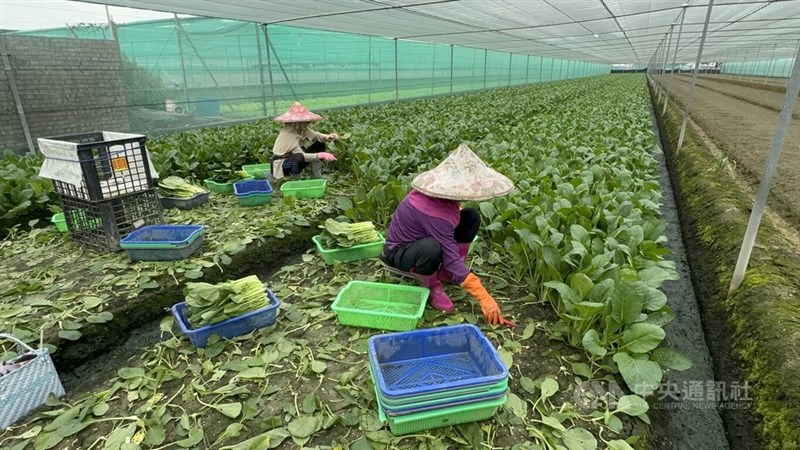 アブラナを収穫する農業従事者＝中央社記者姜宜菁撮影