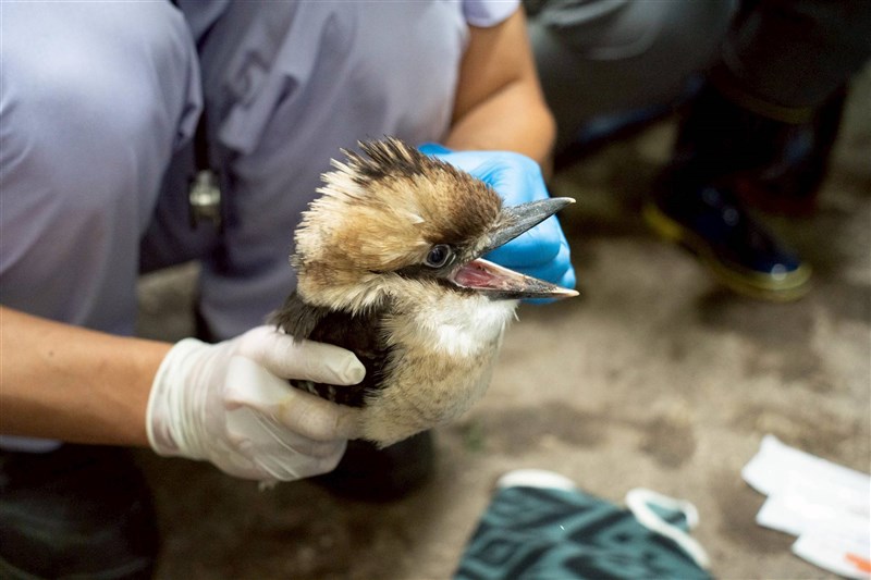 獣医師によって保定され、検査を受けるワライカワセミのひな＝台北市立動物園提供