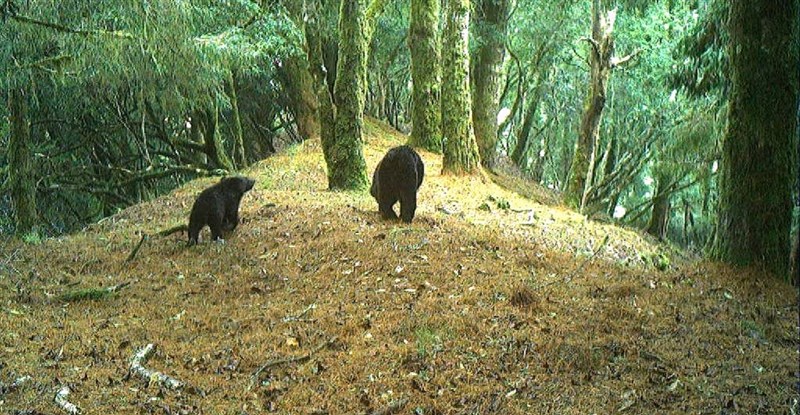 赤外線カメラで撮影されたタイワンツキノワグマの親子＝玉山国家公園管理処提供