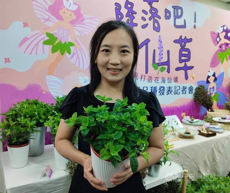シソ科の植物「センソウ」（仙草）の新種開発に携わった花蓮区農業改良場の游之穎アシスタント研究員＝8月28日、台北市